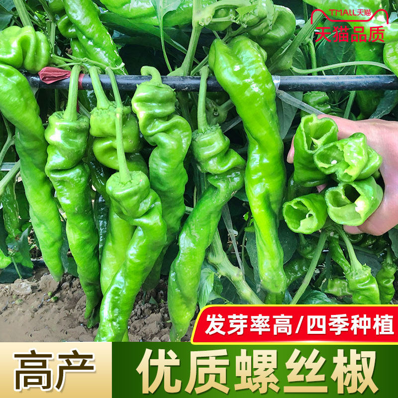 螺丝椒种子辣椒种子 螺丝椒种子 香辣螺丝尖椒四季播盆栽辣椒种子