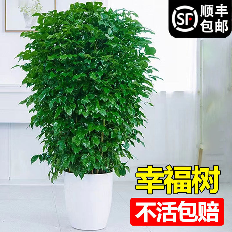 幸福树客厅盆栽大型绿室内植办公室植物四季常绿净化空气乔迁开业属于什么档次？