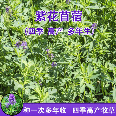 紫花苜蓿草籽种 三网优惠券
