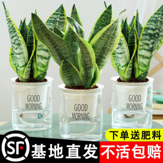 金边虎皮兰绿植盆栽客厅水培植物办公室内花卉多肉四季常青好养活