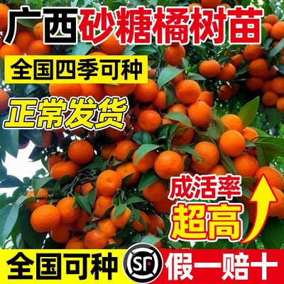 正宗广西砂糖橘嫁接树苗