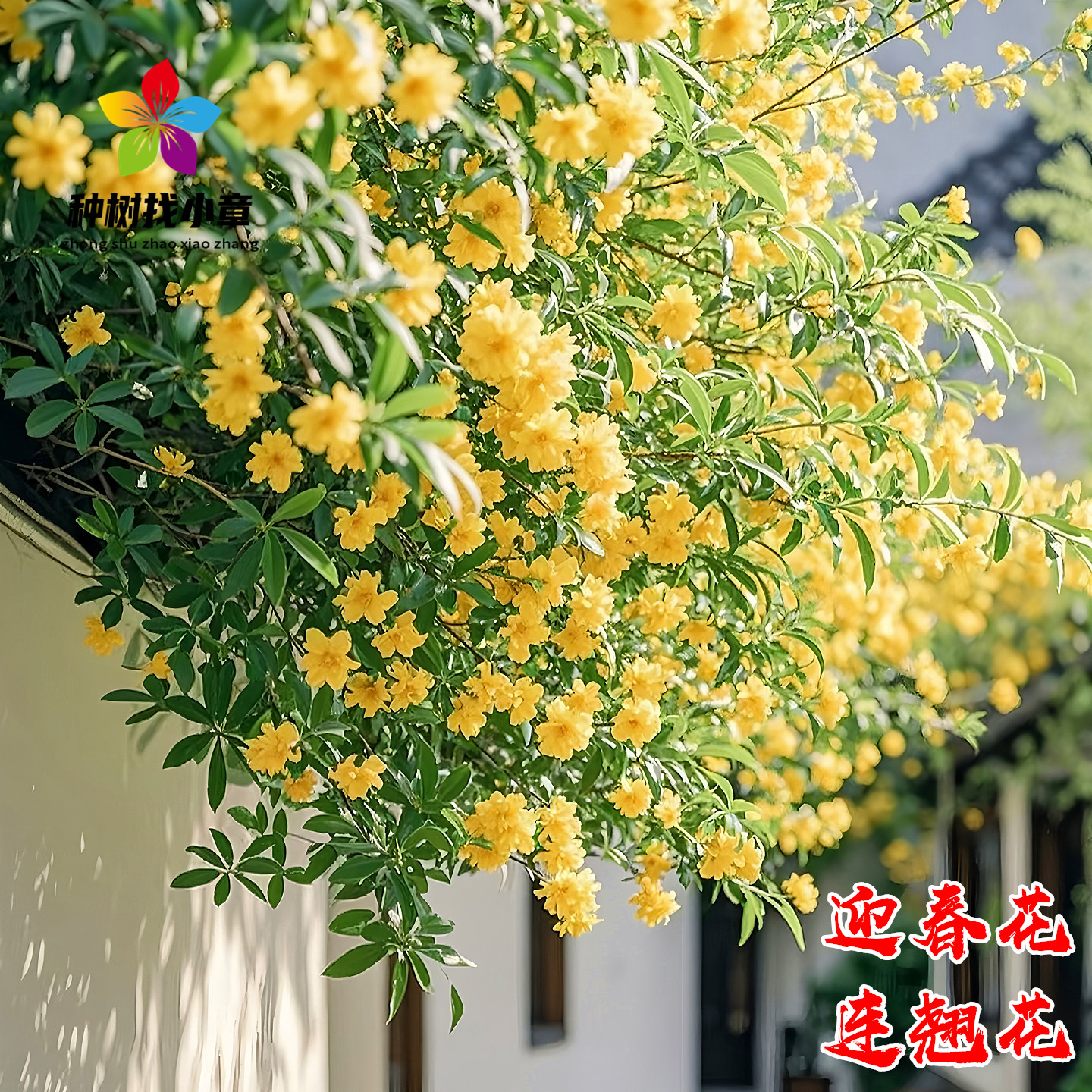 迎春花树苗庭院耐寒盆栽风景树苗