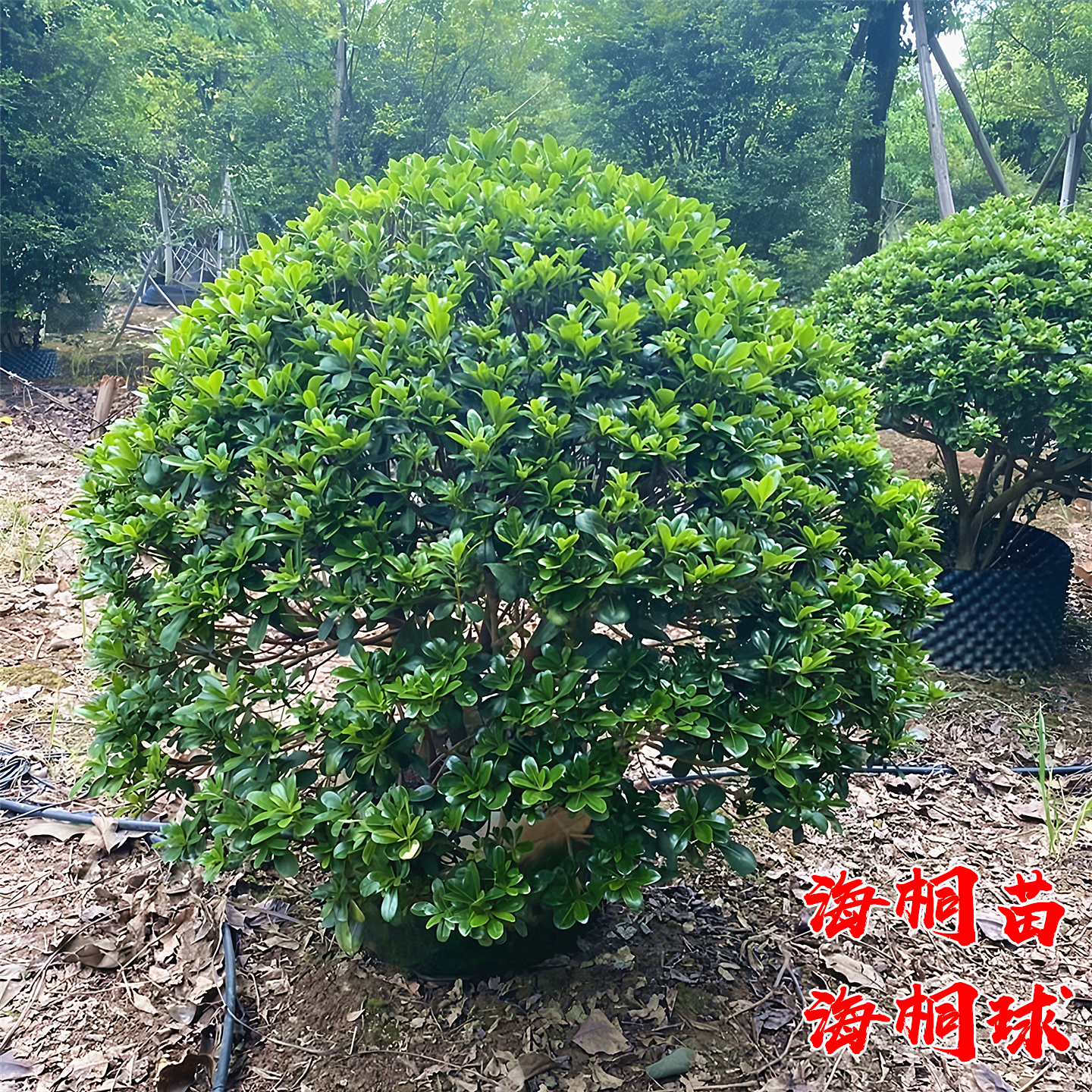 海桐苗四季常青浓香庭院篱笆植物