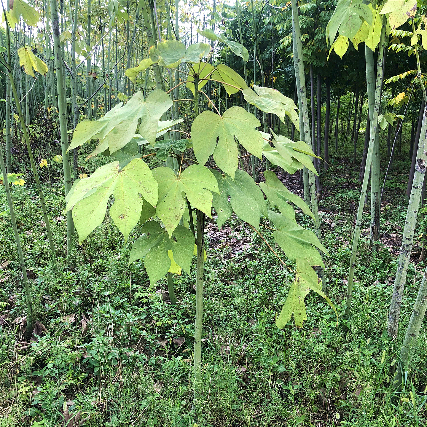 青桐树苗庭院园林耐寒绿化风景树