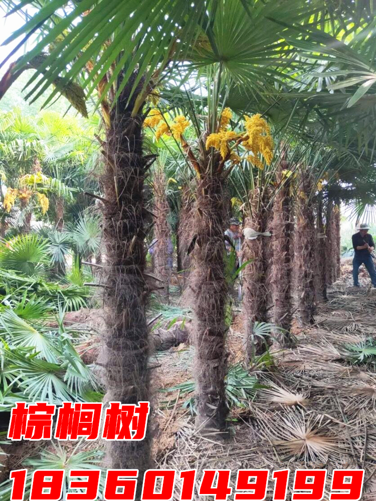 定制棕榈树苗别墅庭院大型耐寒四季常青绿化风景植物扇子树热带棕