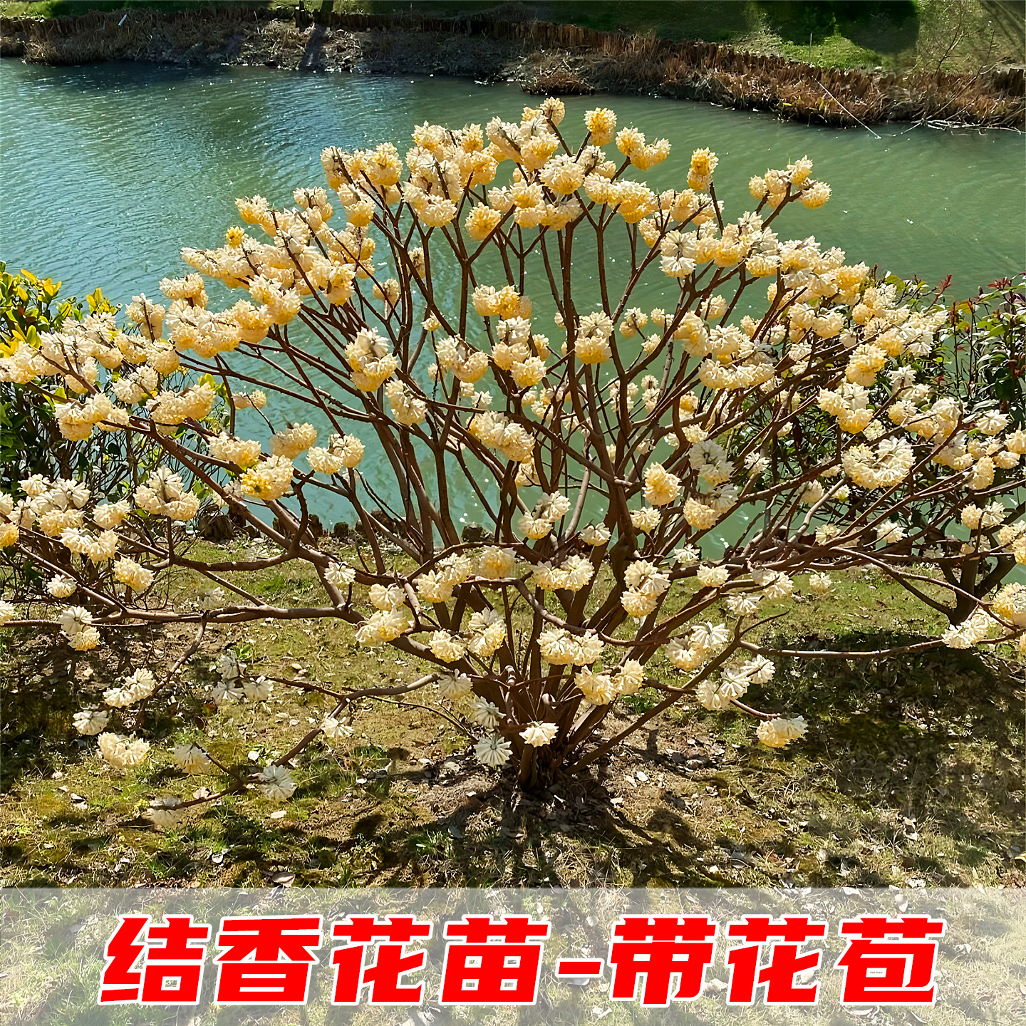 结香花树苗金腰袋梦冬花庭院园林耐寒盆栽浓香绿化风景树结香花苗