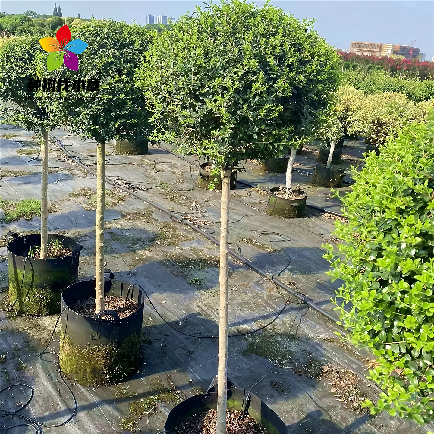 川滇蜡树棒棒糖树苗庭院四季常青绿化风景树花镜植物造型爱心小腊
