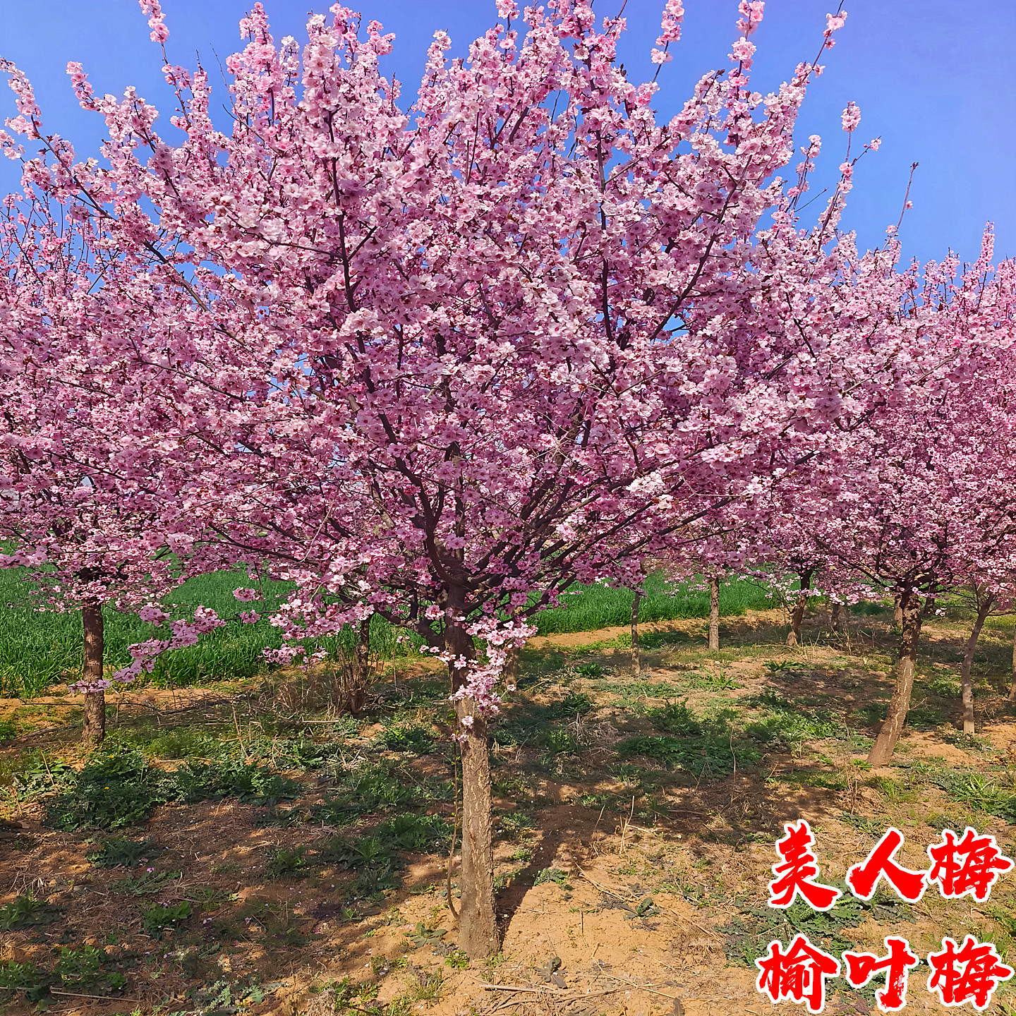 美人梅花树苗嫁接盆栽榆叶梅庭院园林耐寒绿化风景大树美人梅树苗