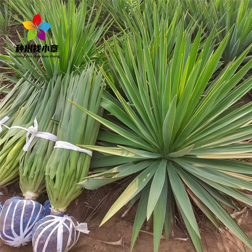 剑麻树苗庭院花园耐寒花镜植物树