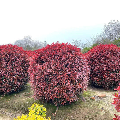 红叶石楠球庭院彩叶四季常青植物