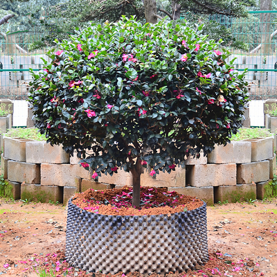 茶梅球庭院常青绿化风景花镜植物
