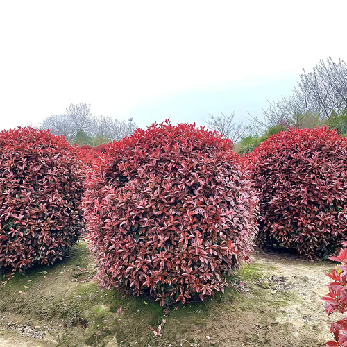 红叶石楠庭院彩叶四季常青植物球