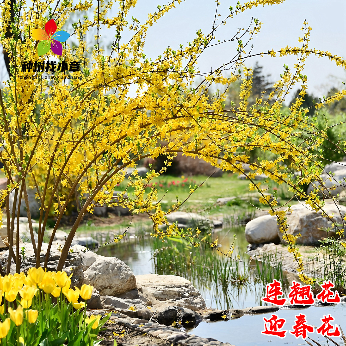 连翘花树苗庭院盆栽耐寒风景树苗