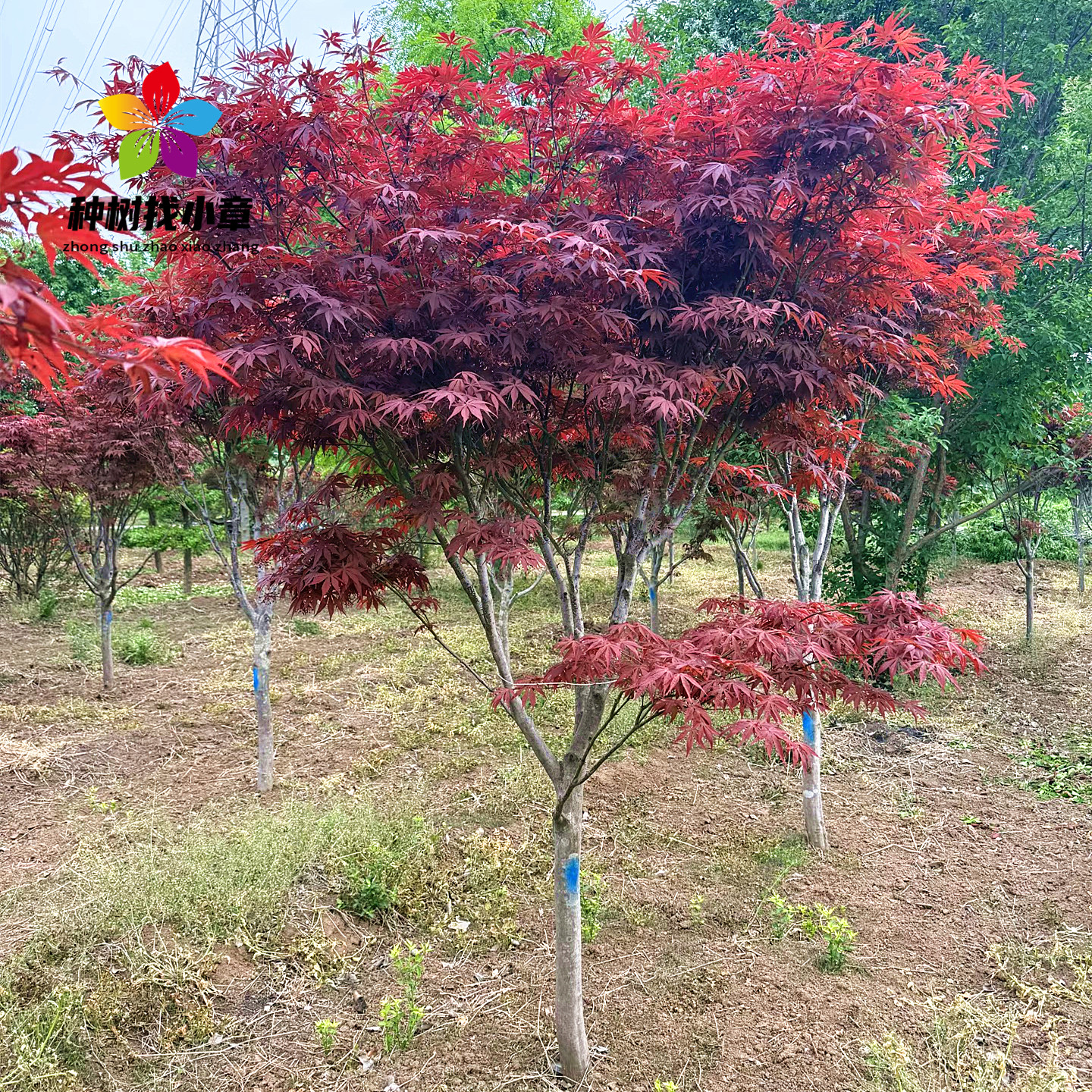 中国红枫庭院彩叶耐寒绿化风景树