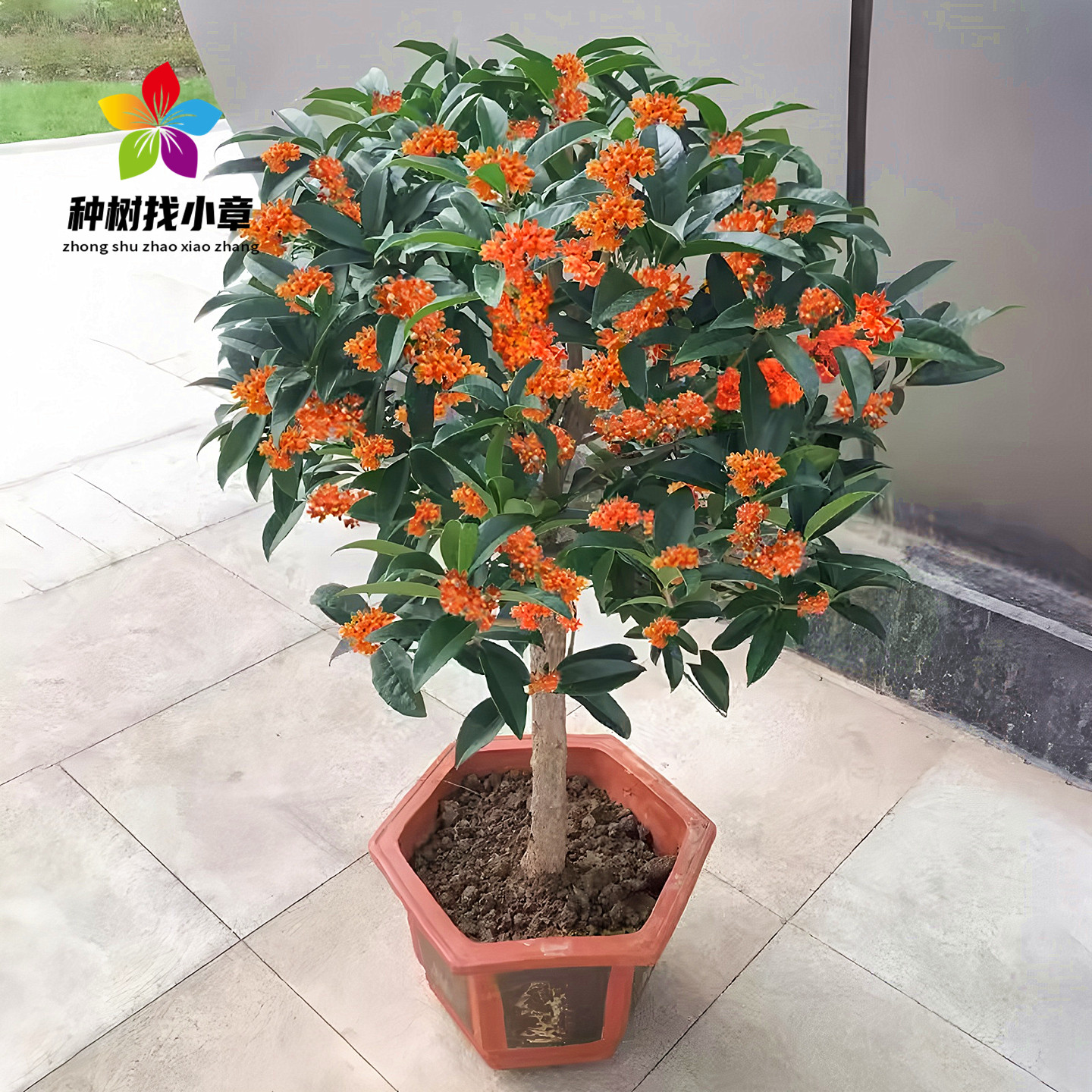 桂花庭院四季常青浓香绿化风景树