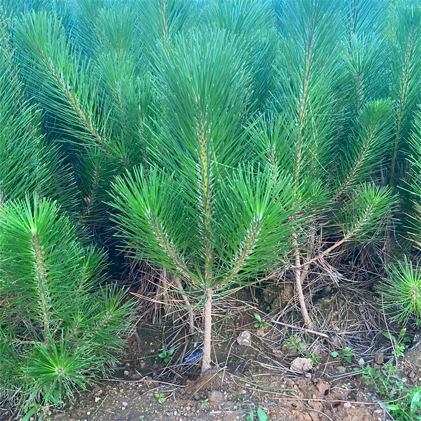 黑松树苗四季常青绿化造型风景树