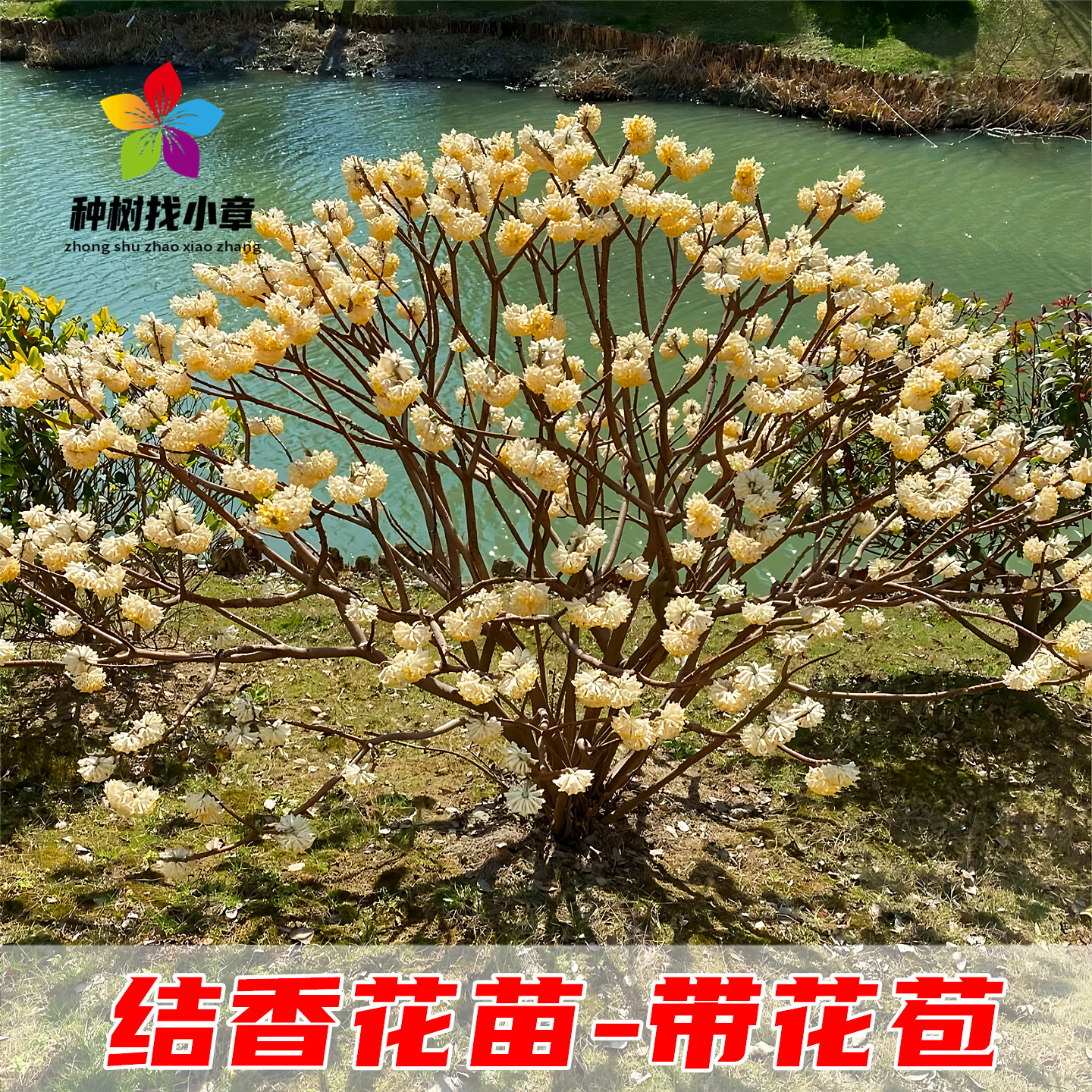 结香庭院园林耐寒浓香风景花树苗