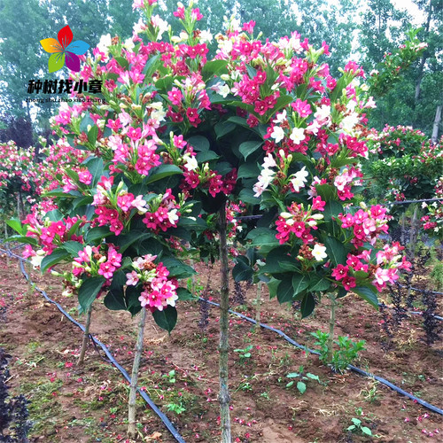 五彩锦带夏季开花爆满耐寒风景树