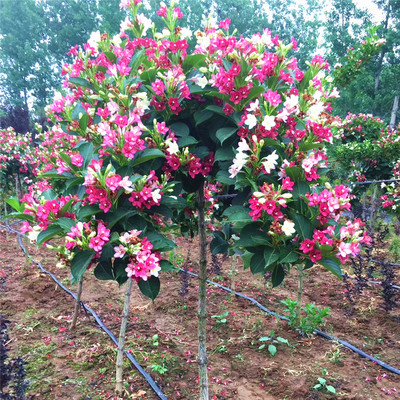 五彩锦带夏季开花爆满耐寒风景树