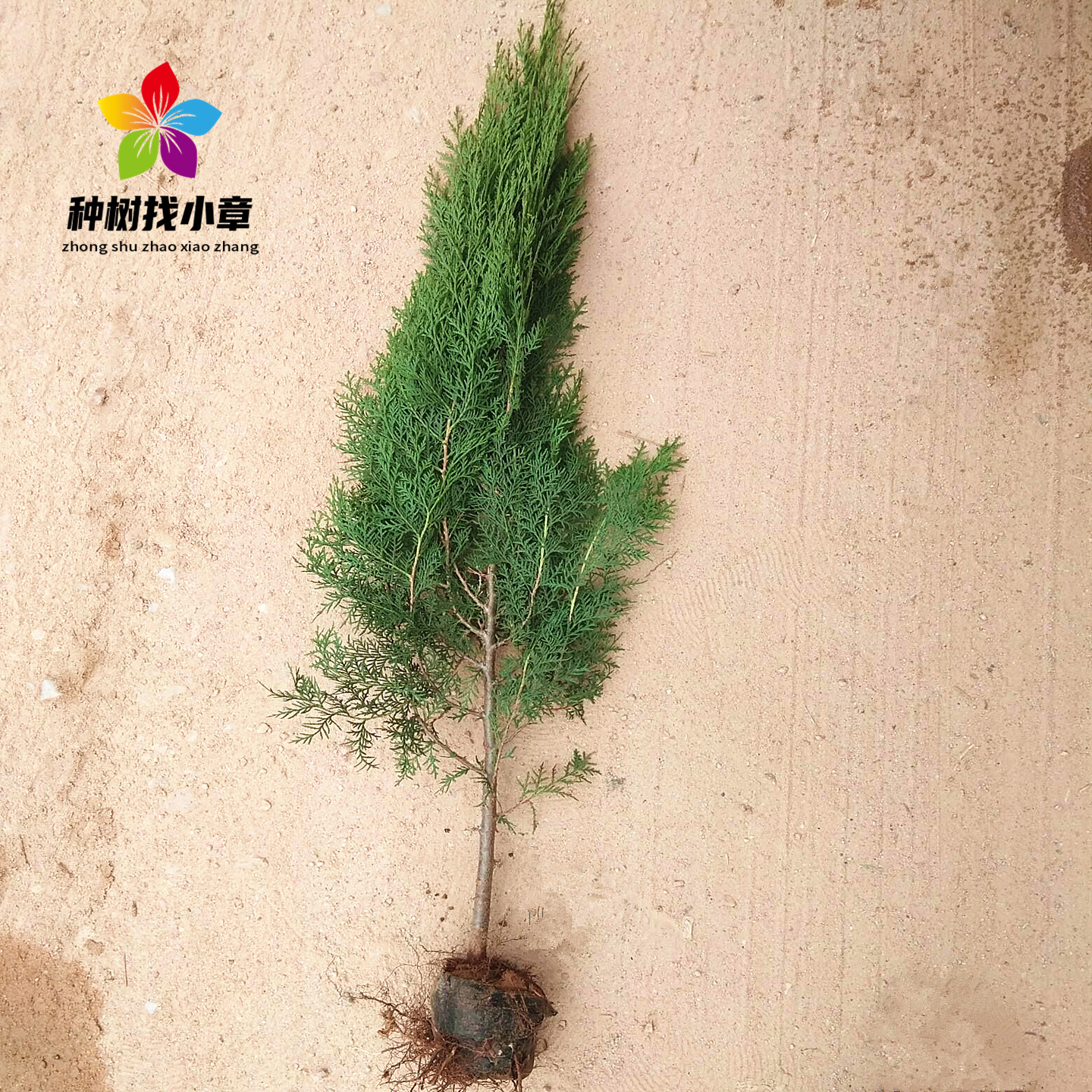 侧柏四季常青耐寒绿化篱笆风景树