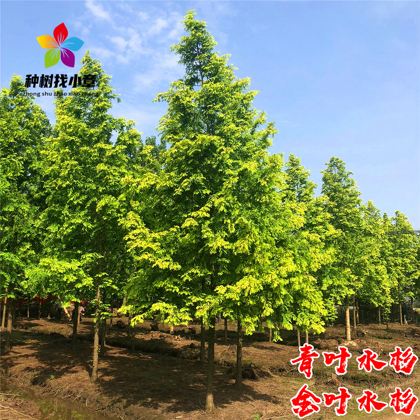 水杉树苗庭院行道耐寒绿化风景树