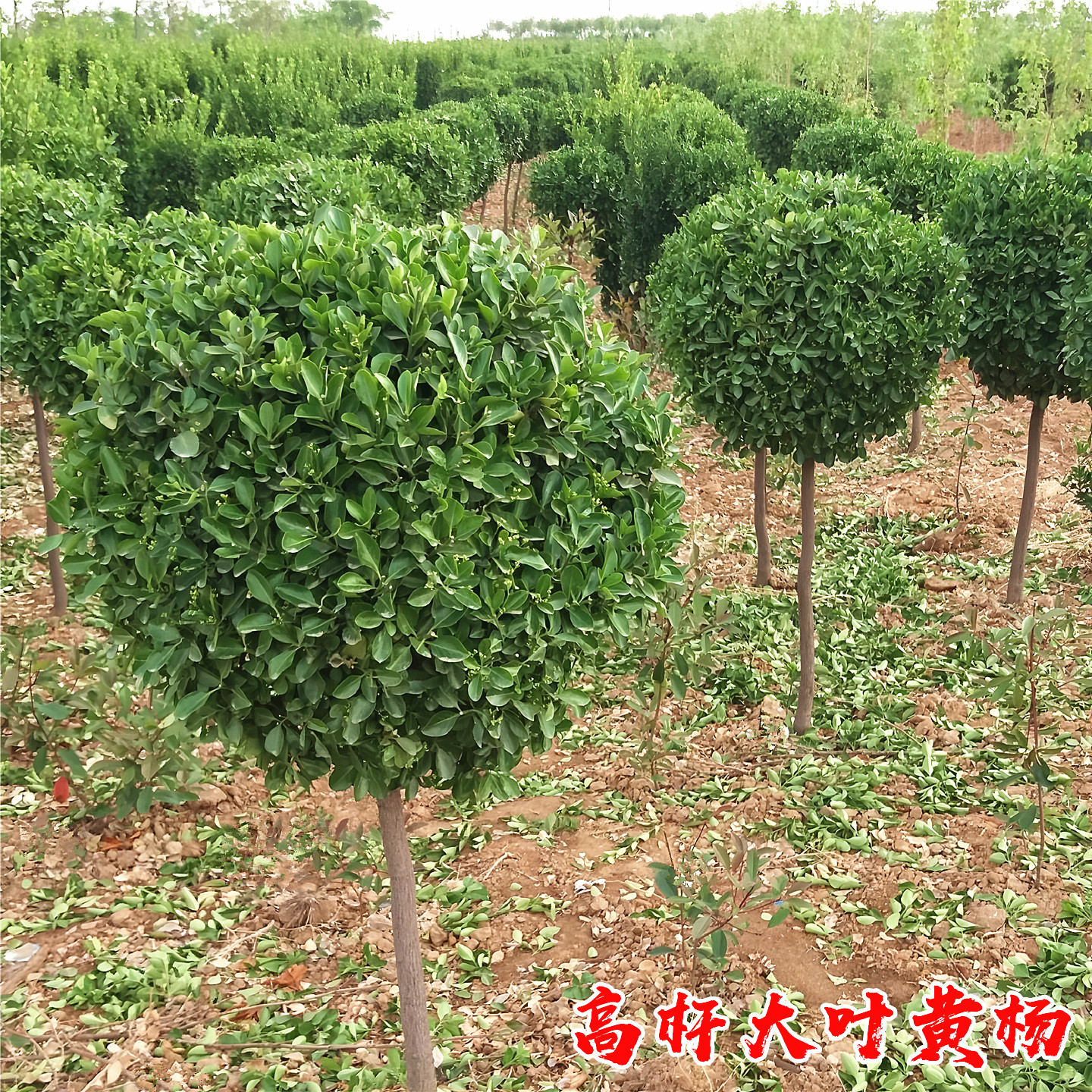 高杆冬青球庭院耐寒绿化风景树苗