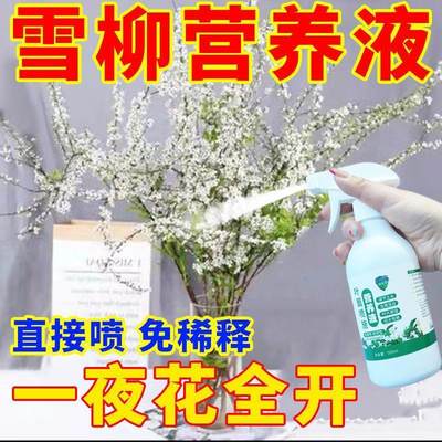 营养液养花专用通用雪柳干枝水养枯木逢春银柳水培植物室内真花卉