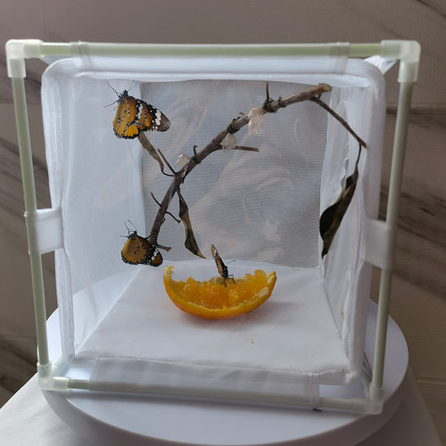 自研自制昆虫饲养孵化观赏试验笼