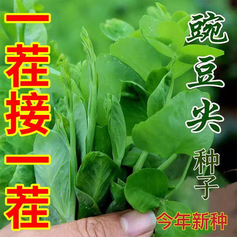 无须豌豆苗种子秋冬季蔬菜种子豌豆尖四季易种阳台盆栽芽
