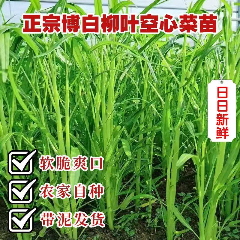 博白空心菜苗柳叶半清白带泥带土四季易种易活阳台庭院蔬菜苗