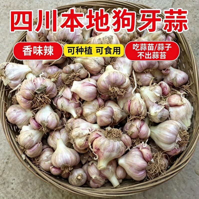 四川狗牙蒜种种子红皮紫皮大蒜不出苔农家种植可留种春秋播高产