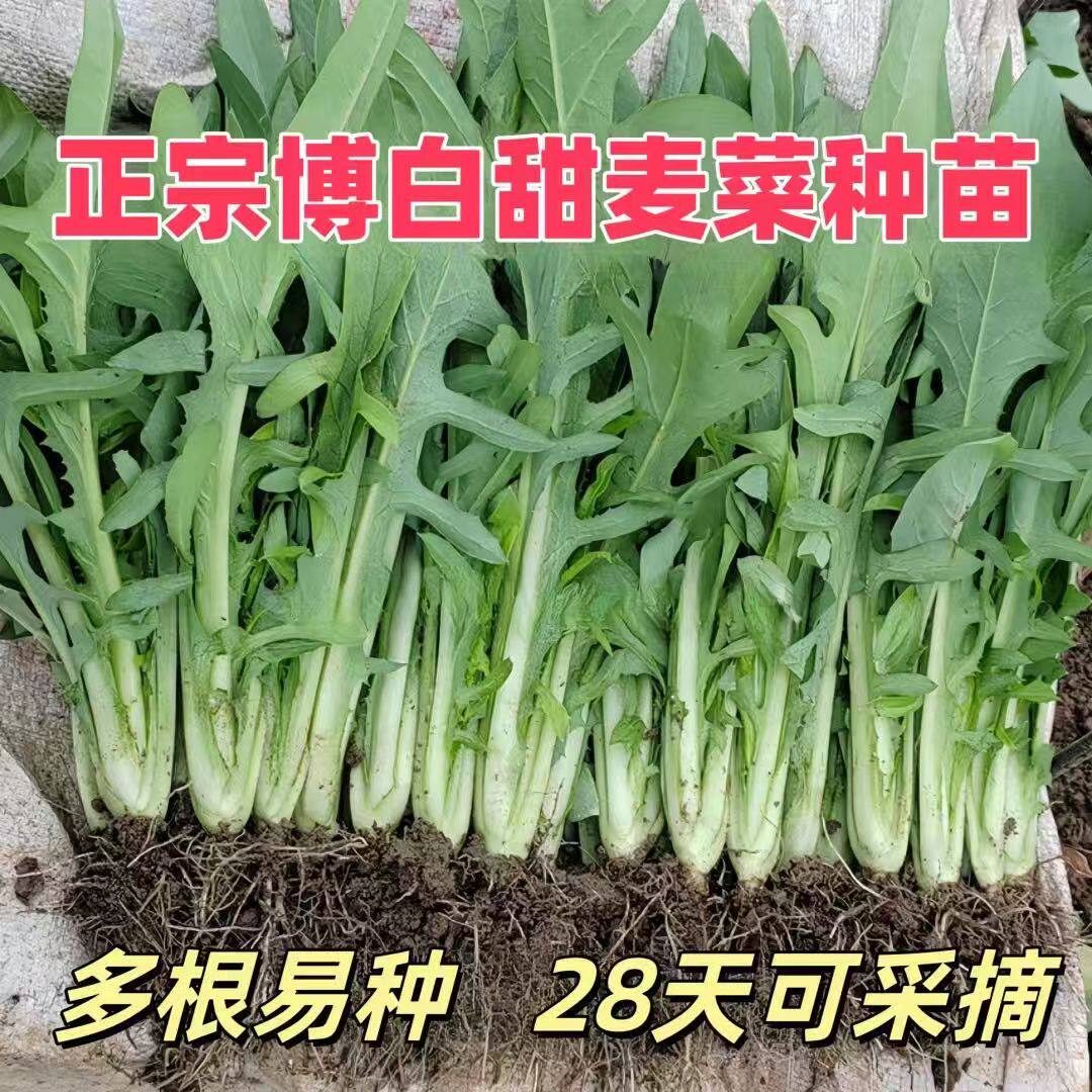正宗广西博白甜麦菜苗白梗健康绿色蔬菜苗现拔现发四季种植可盆栽