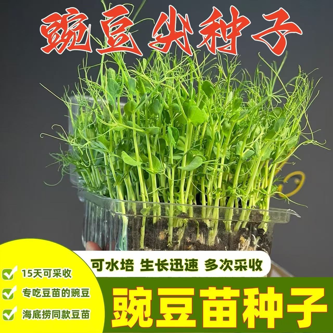 四季播种芽苗菜农家易种蔬菜种子无须豌豆尖种子粗杆