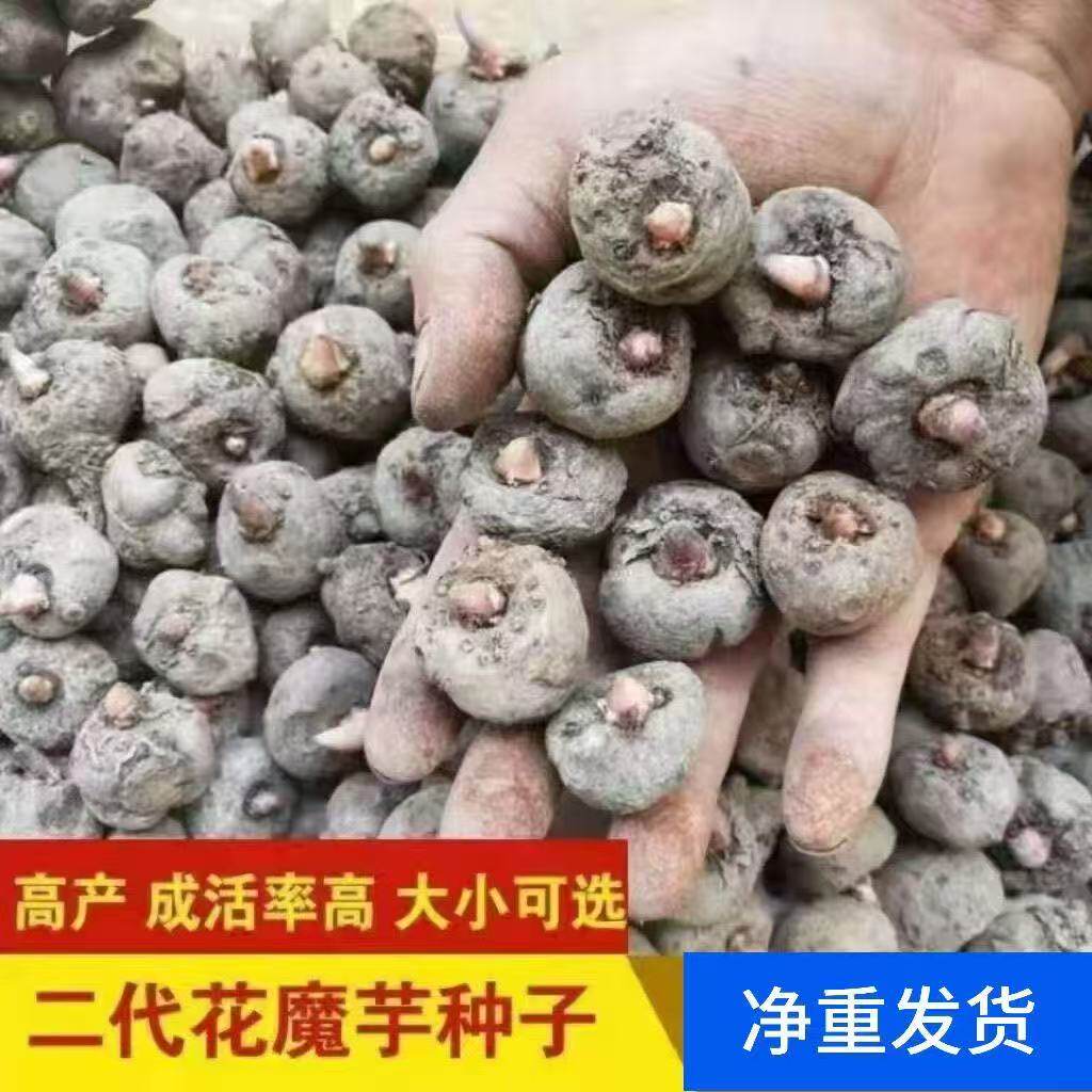 云南花魔芋种子黑杆高产一代二代魔芋种球脱水消毒可直接种植
