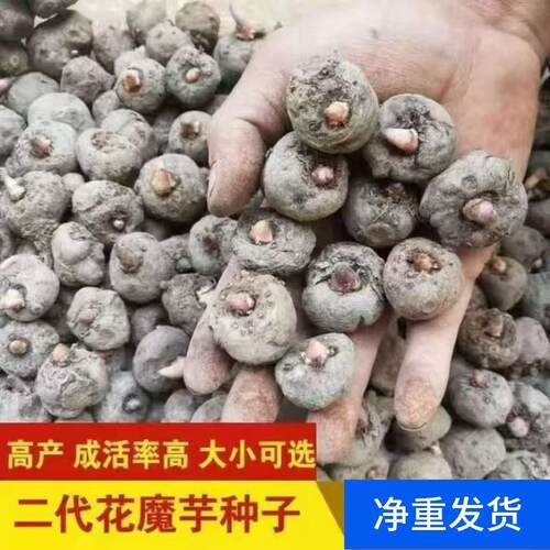 云南花魔芋种子黑杆高产一代二代魔芋种球脱水消毒可直接种植