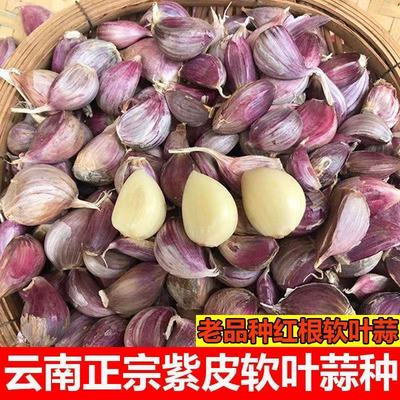 大蒜种子紫皮新鲜蒜种早蒜苔蒜苗大蒜头种籽本地农家出蒜苔蒜