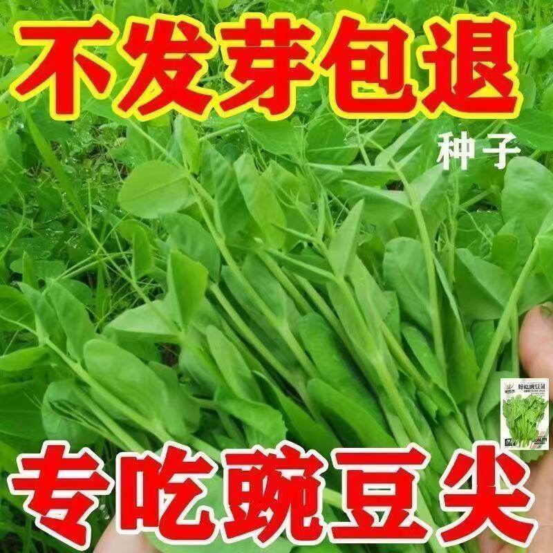 豌豆苗籽芽苗菜种籽水培秋季蔬菜籽四川大无须豌豆尖种子