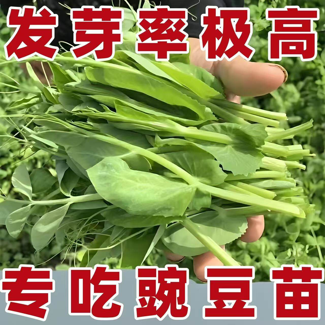 秋冬季蔬菜种子豌豆尖四季易种阳台盆栽芽苗菜无须豌豆苗