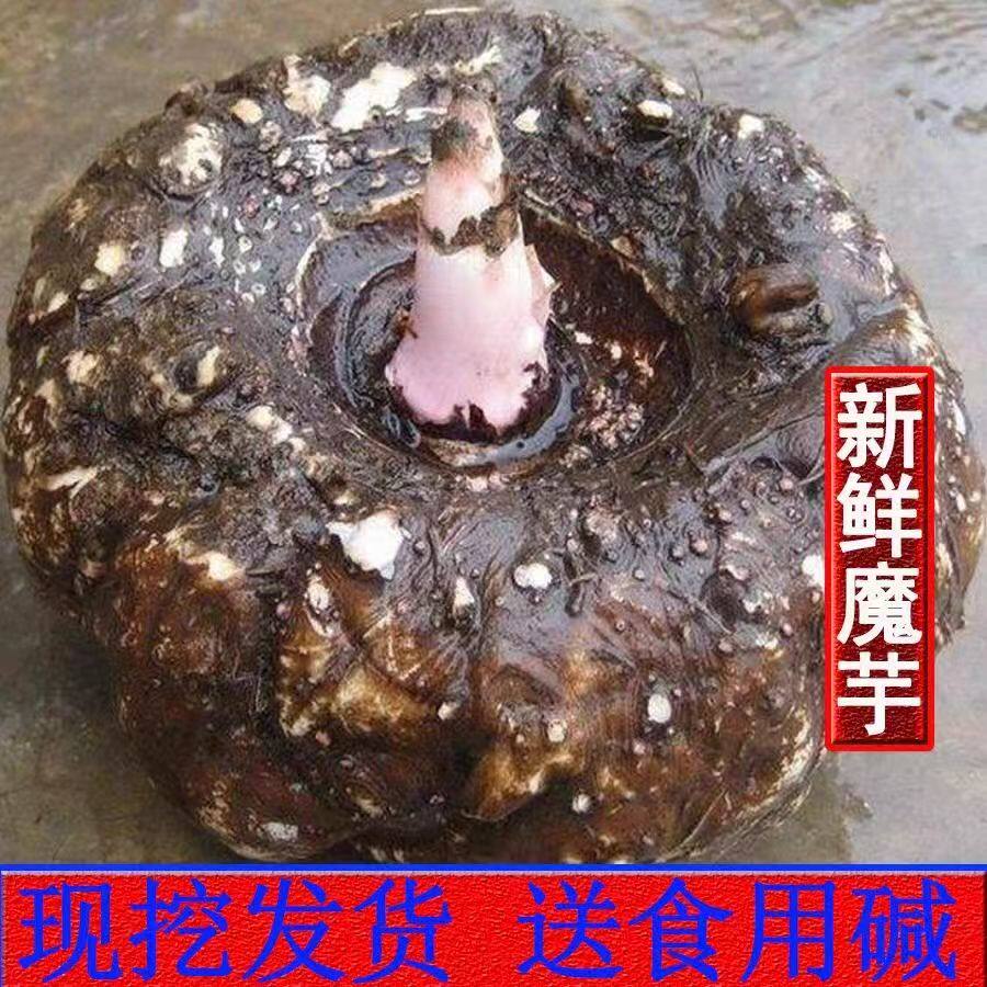 新鲜魔芋现挖现发大魔芋农家自种魔芋豆腐制作原材料豆腐大个魔芋
