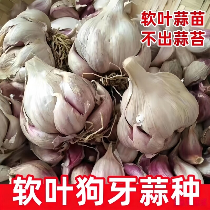 狗牙蒜种四川软叶正宗红皮蒜苗紫皮大蒜庭院种植黄叶香辣耐寒