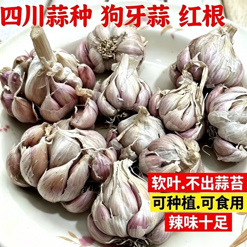 正宗四川软叶狗牙蒜种红皮紫皮蒜苗不出苔春秋播种庭院种植高产