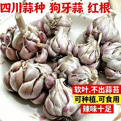 正宗四川软叶狗牙蒜种红皮紫皮蒜苗不出苔春秋播种庭院种植高产