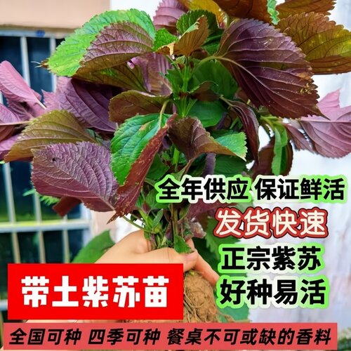 家庭阳台盆栽紫苏种子可食用四季种植紫苏叶种籽蔬菜种孑籽种