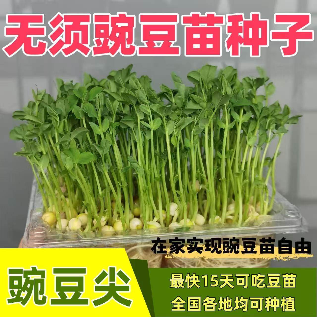 水培秋季蔬菜籽豌豆苗籽芽苗菜种籽四川大无须豌豆尖种子