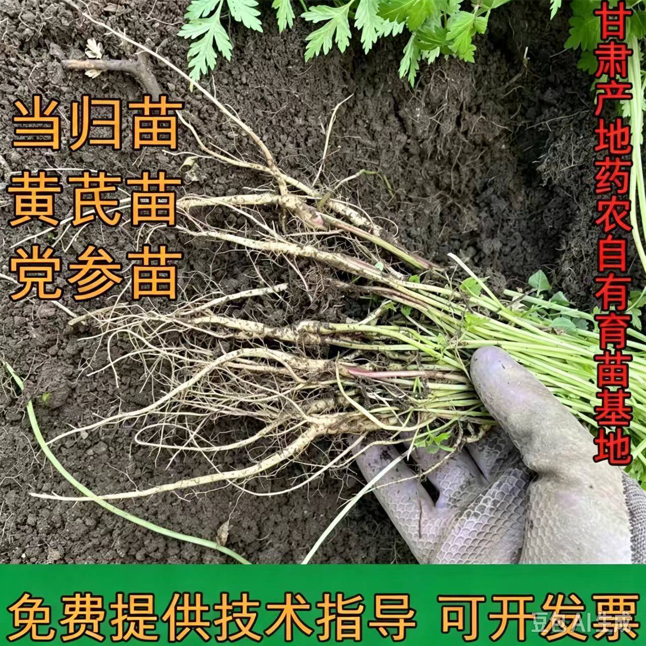 岷县产地黄芪苗当归苗红芪苗黄芩苗盆栽带土技术指导精选优质苗