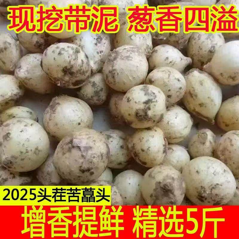 品质野生苦藠团葱新鲜四川苦藠头小蒜头野葱头薤白苦叫五百克