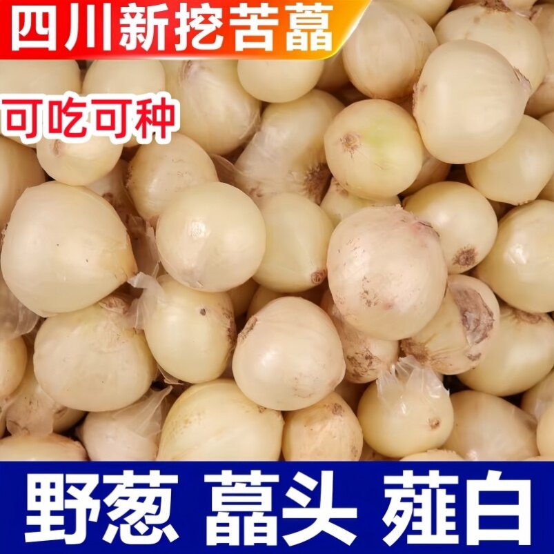 四川特产苦藠团葱种子苦叫野葱洋蒜苦蒜薤根团蒜薤白包邮