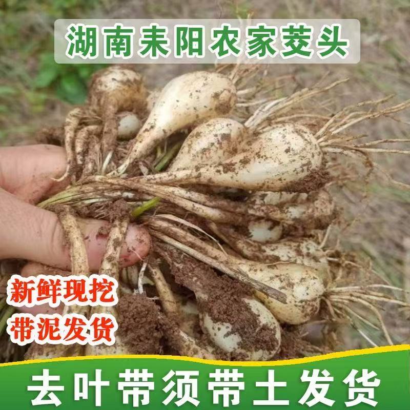 江西新鲜现挖荞头种子带根农家酸甜藠头教头叫头四季泡菜种苗