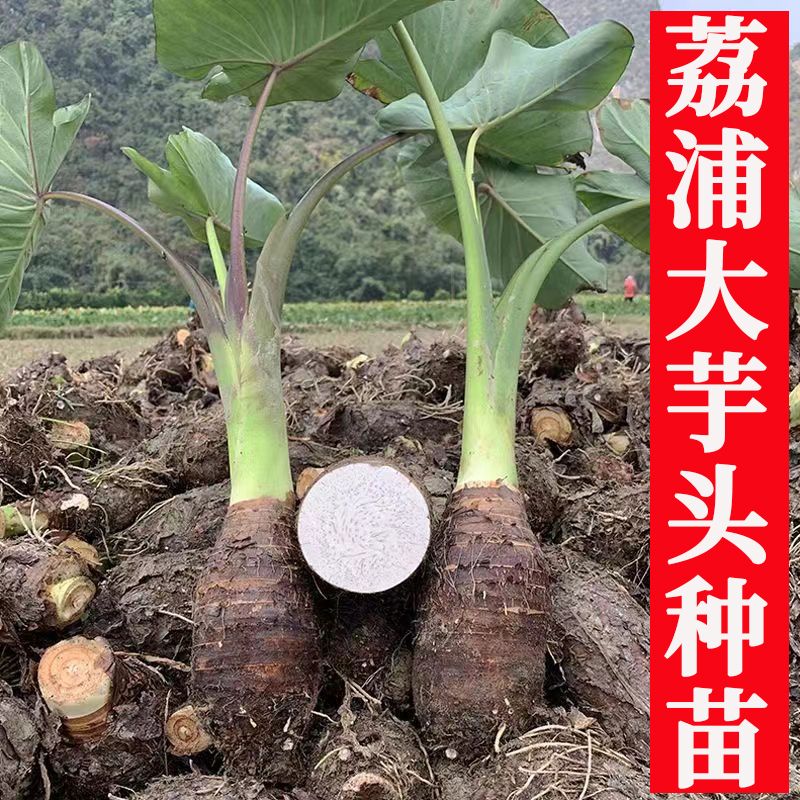 正宗广西桂林荔浦香芋头种植苗槟榔芋紫藤芋子仔蔬菜种大芋头高产图片