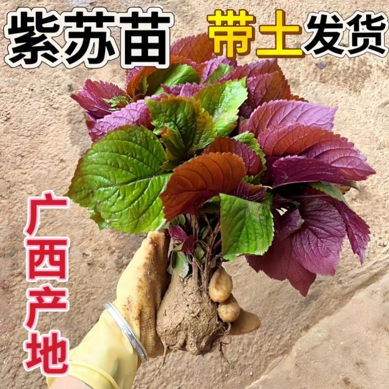 广西新鲜紫苏幼苗可食用带土带根四季阳台窗台盆栽种植蔬菜苗